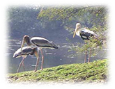 Bahratpur Bird Santuary